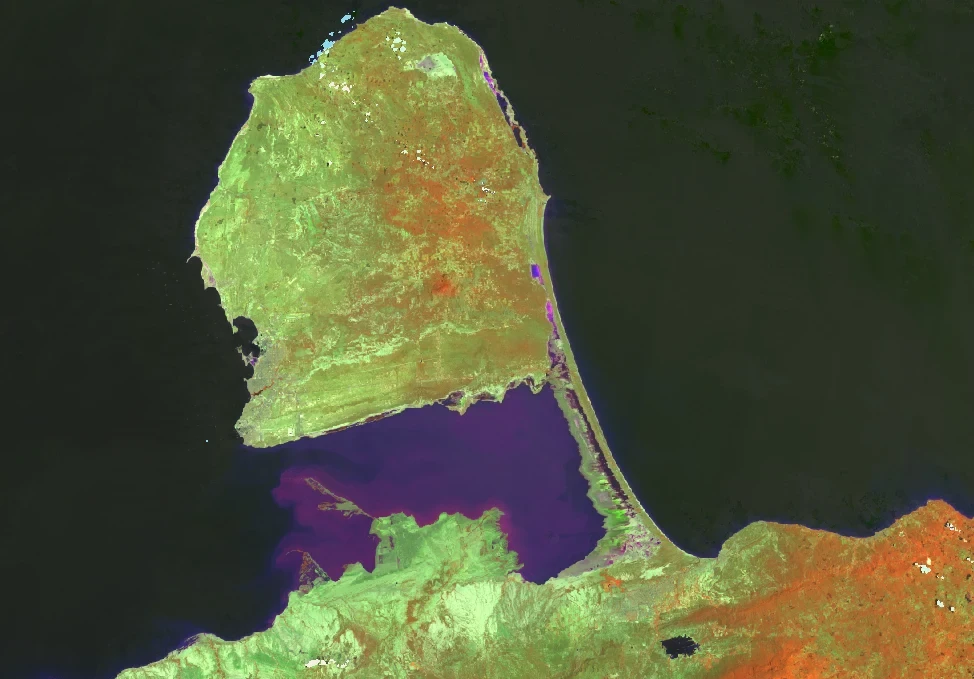 Mosaico Landsat sin nubes de la isla de Margarita en falso color SWIR1, NIR y rojo: el suelo seco en rosado, la vegetación de los cerros y los manglares de La Restinga en verde, y el mar en negro.